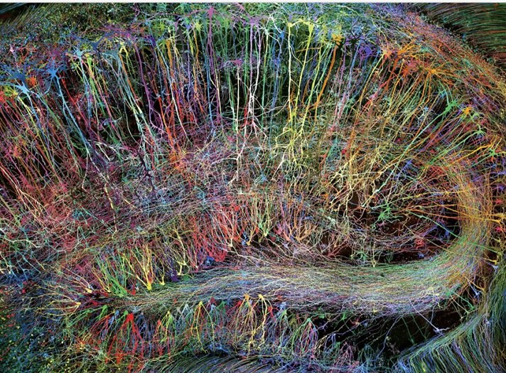 Buntes Neuronen-Konnektom – neurobiologische Grundlage von SET